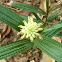 Tropidia bambusifolia (Thwaites) Trimen